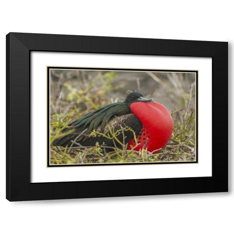 Ecuador, Galapagos Great Frigatebird displaying Black Modern Wood Framed Art Print with Double Matting by Illg, Cathy and Gordon