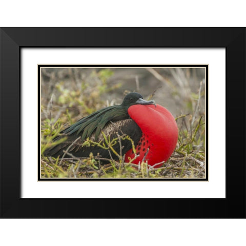 Ecuador, Galapagos Great Frigatebird displaying Black Modern Wood Framed Art Print with Double Matting by Illg, Cathy and Gordon