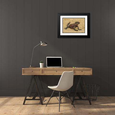 Ecuador, Galapagos NP Marine iguana on sand Black Modern Wood Framed Art Print with Double Matting by Illg, Cathy and Gordon