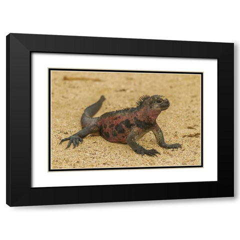 Ecuador, Galapagos NP Marine iguana on sand Black Modern Wood Framed Art Print with Double Matting by Illg, Cathy and Gordon