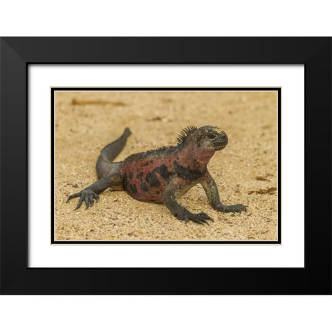 Ecuador, Galapagos NP Marine iguana on sand Black Modern Wood Framed Art Print with Double Matting by Illg, Cathy and Gordon
