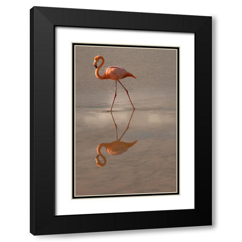 Greater Flamingo-Ecuador Black Modern Wood Framed Art Print with Double Matting by Sederquist, Betty