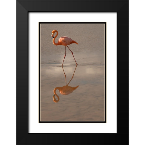 Greater Flamingo-Ecuador Black Modern Wood Framed Art Print with Double Matting by Sederquist, Betty