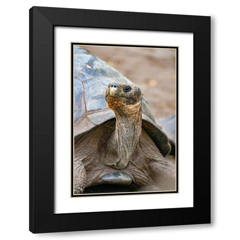 Galapagos tortoise peeks out from beneath its shell. Black Modern Wood Framed Art Print with Double Matting by Sederquist, Betty