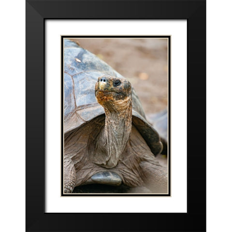Galapagos tortoise peeks out from beneath its shell. Black Modern Wood Framed Art Print with Double Matting by Sederquist, Betty