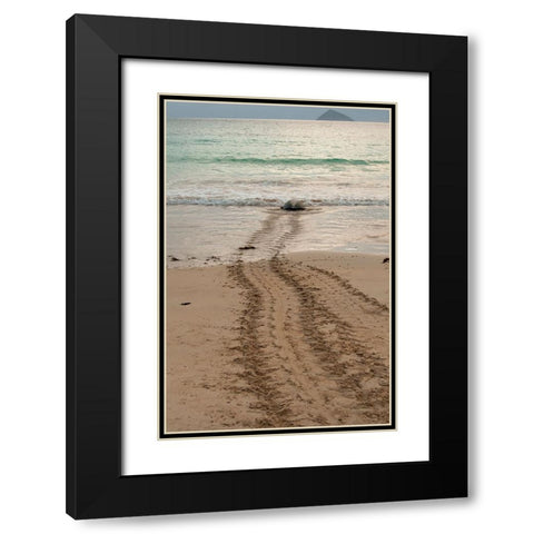 After laying its eggs on a Galapagos beach- this sea turtle returning to the ocean. Black Modern Wood Framed Art Print with Double Matting by Sederquist, Betty