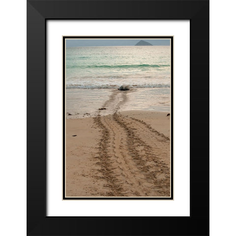 After laying its eggs on a Galapagos beach- this sea turtle returning to the ocean. Black Modern Wood Framed Art Print with Double Matting by Sederquist, Betty