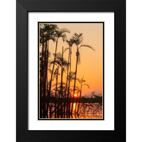 The sun sets at Latitude 0 during this equatorial sunset in the Amazon. Black Modern Wood Framed Art Print with Double Matting by Sederquist, Betty