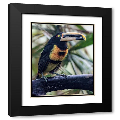 Aracari in the Cloud Forest has a huge bill. Black Modern Wood Framed Art Print with Double Matting by Sederquist, Betty