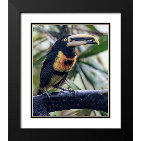 Aracari in the Cloud Forest has a huge bill. Black Modern Wood Framed Art Print with Double Matting by Sederquist, Betty