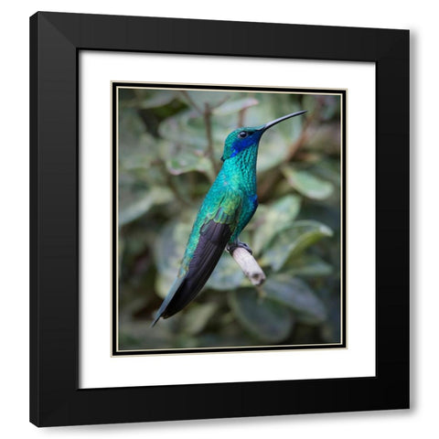 Colorful sparkling violet ear hummingbird is widespread in the Andes Cloud Forest. Black Modern Wood Framed Art Print with Double Matting by Sederquist, Betty