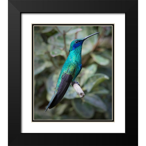 Colorful sparkling violet ear hummingbird is widespread in the Andes Cloud Forest. Black Modern Wood Framed Art Print with Double Matting by Sederquist, Betty
