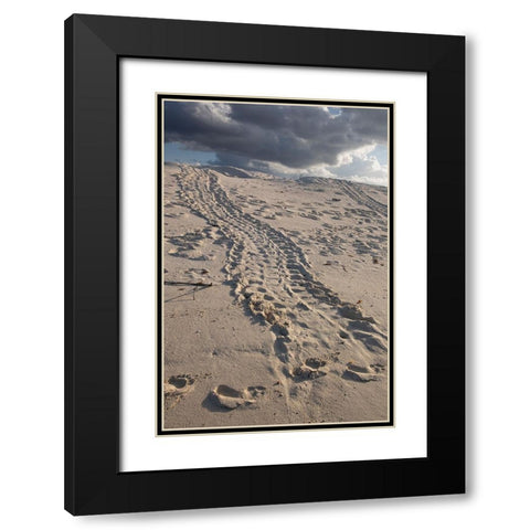 Turtle tracks lead from the turtles egg playing place to the shoreline- Galapagos. Black Modern Wood Framed Art Print with Double Matting by Sederquist, Betty