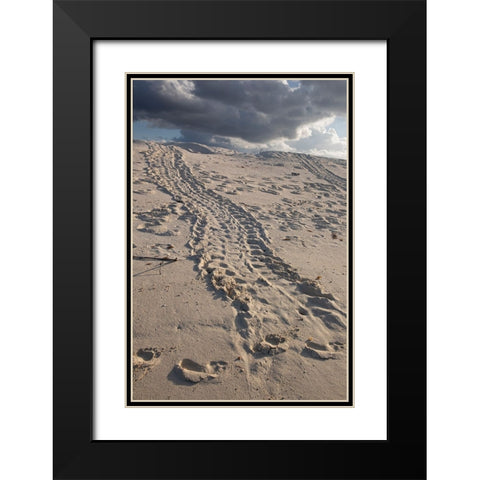 Turtle tracks lead from the turtles egg playing place to the shoreline- Galapagos. Black Modern Wood Framed Art Print with Double Matting by Sederquist, Betty