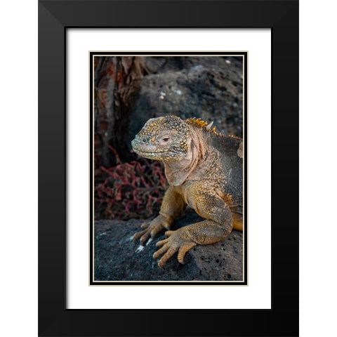 Yellow iguanas are found on six islands in the Galapagos. Color varies slightly by island. Black Modern Wood Framed Art Print with Double Matting by Sederquist, Betty