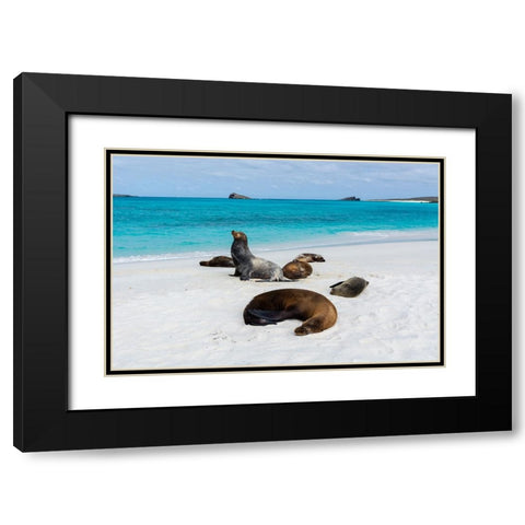 Galapagos Sea Lions-Zalophus californianus wollebaeki-Gardner Bay-Espanola Island-Galapagos islands Black Modern Wood Framed Art Print with Double Matting by Pitamitz, Sergio