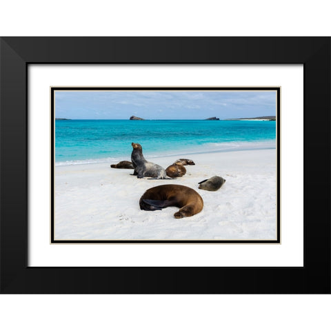 Galapagos Sea Lions-Zalophus californianus wollebaeki-Gardner Bay-Espanola Island-Galapagos islands Black Modern Wood Framed Art Print with Double Matting by Pitamitz, Sergio