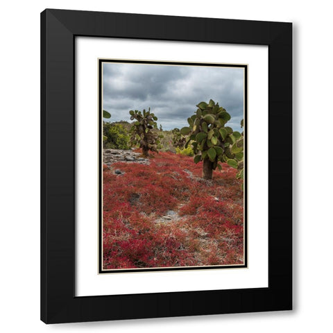 Sesuvium edmonstonei and cactus-South Plaza Island-Galapagos islands-Ecuador Black Modern Wood Framed Art Print with Double Matting by Pitamitz, Sergio