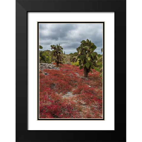 Sesuvium edmonstonei and cactus-South Plaza Island-Galapagos islands-Ecuador Black Modern Wood Framed Art Print with Double Matting by Pitamitz, Sergio