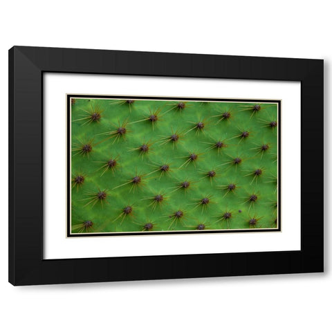Close up of a cactus-South Plaza Island-Galapagos islands-Ecuador Black Modern Wood Framed Art Print with Double Matting by Pitamitz, Sergio