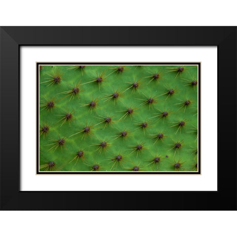 Close up of a cactus-South Plaza Island-Galapagos islands-Ecuador Black Modern Wood Framed Art Print with Double Matting by Pitamitz, Sergio