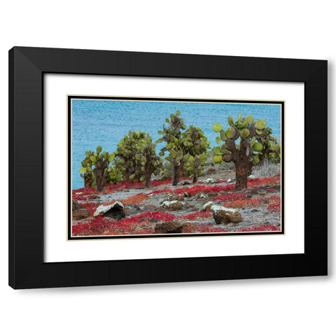 Sesuvium edmonstonei and cactus-South Plaza Island-Galapagos islands-Ecuador Black Modern Wood Framed Art Print with Double Matting by Pitamitz, Sergio