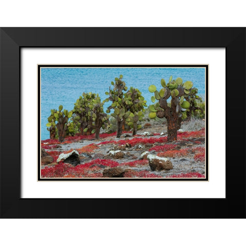 Sesuvium edmonstonei and cactus-South Plaza Island-Galapagos islands-Ecuador Black Modern Wood Framed Art Print with Double Matting by Pitamitz, Sergio