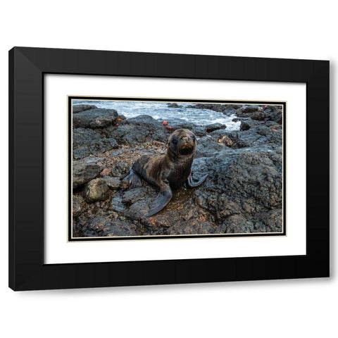Galapagos Sea Lion-Zalophus californianus wollebaeki-South Plaza Island-Galapagos islands-Ecuador Black Modern Wood Framed Art Print with Double Matting by Pitamitz, Sergio