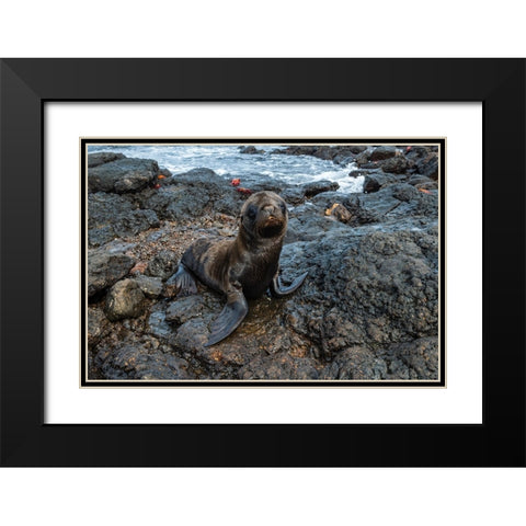Galapagos Sea Lion-Zalophus californianus wollebaeki-South Plaza Island-Galapagos islands-Ecuador Black Modern Wood Framed Art Print with Double Matting by Pitamitz, Sergio