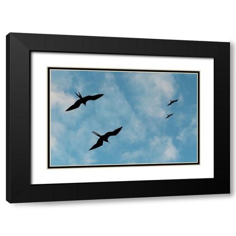 Great Frigate birds-Fregata minor ridgwayi-South Plaza Island-Galapagos islands-Ecuador Black Modern Wood Framed Art Print with Double Matting by Pitamitz, Sergio