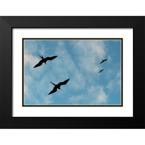Great Frigate birds-Fregata minor ridgwayi-South Plaza Island-Galapagos islands-Ecuador Black Modern Wood Framed Art Print with Double Matting by Pitamitz, Sergio