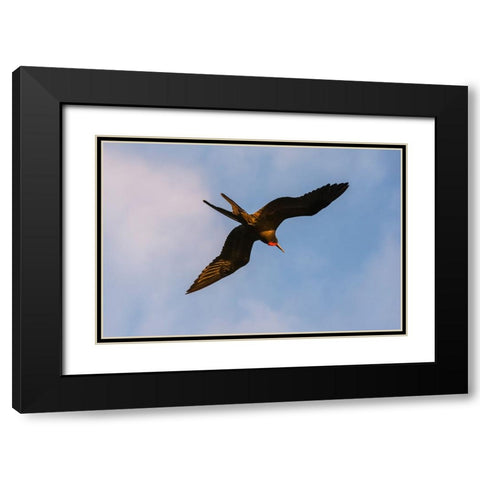 Great Frigate bird-Fregata minor ridgwayi-South Plaza Island-Galapagos islands-Ecuador Black Modern Wood Framed Art Print with Double Matting by Pitamitz, Sergio