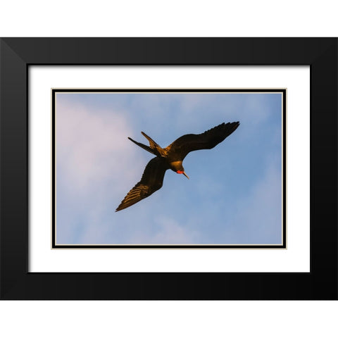 Great Frigate bird-Fregata minor ridgwayi-South Plaza Island-Galapagos islands-Ecuador Black Modern Wood Framed Art Print with Double Matting by Pitamitz, Sergio