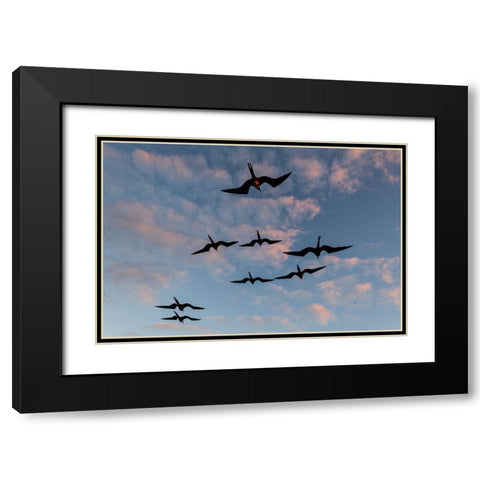 Great Frigate birds-Fregata minor ridgwayi-South Plaza Island-Galapagos islands-Ecuador Black Modern Wood Framed Art Print with Double Matting by Pitamitz, Sergio