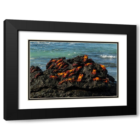 Sally Lightfoot Crab-Grapsus grapsus-Bachas beach-North Seymour island-Galapagos islands-Ecuador Black Modern Wood Framed Art Print with Double Matting by Pitamitz, Sergio
