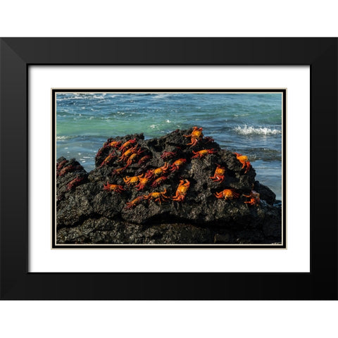 Sally Lightfoot Crab-Grapsus grapsus-Bachas beach-North Seymour island-Galapagos islands-Ecuador Black Modern Wood Framed Art Print with Double Matting by Pitamitz, Sergio