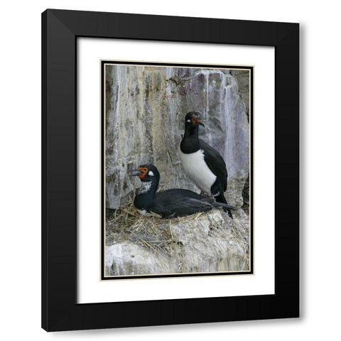 Bleaker Island Rock cormorant pair on nest Black Modern Wood Framed Art Print with Double Matting by Morris, Arthur