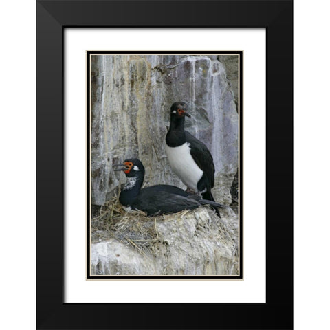 Bleaker Island Rock cormorant pair on nest Black Modern Wood Framed Art Print with Double Matting by Morris, Arthur