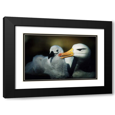 Falkland Islands Albatross parent grooming chick Black Modern Wood Framed Art Print with Double Matting by Williams, Joanne