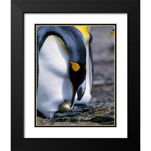 Falkland Islands King penguin tends single egg Black Modern Wood Framed Art Print with Double Matting by Williams, Joanne