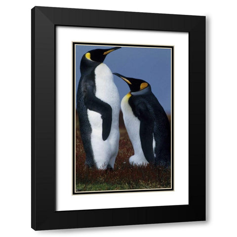 Falkland Islands King penguins stand in tundra Black Modern Wood Framed Art Print with Double Matting by Williams, Joanne
