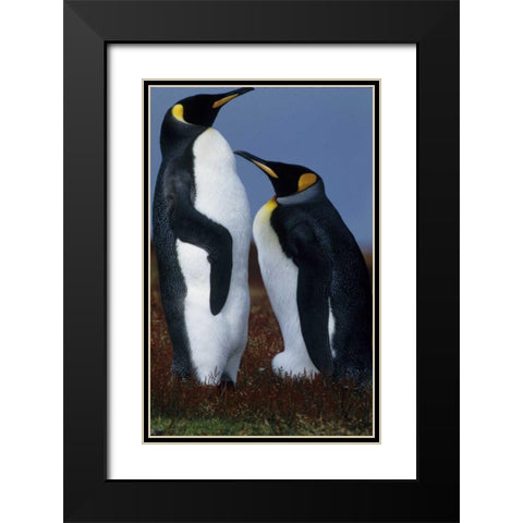 Falkland Islands King penguins stand in tundra Black Modern Wood Framed Art Print with Double Matting by Williams, Joanne
