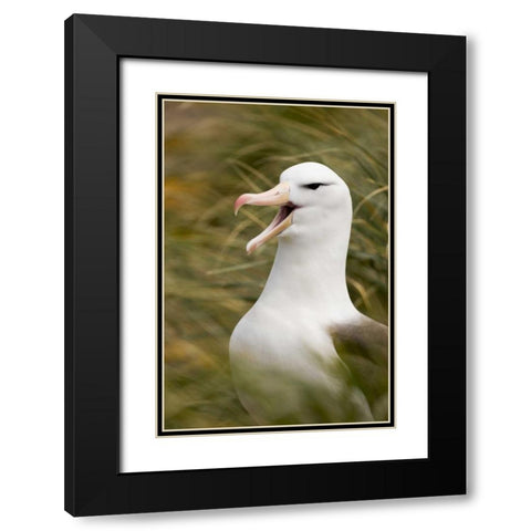 New Island Black-browed albatross guards nest Black Modern Wood Framed Art Print with Double Matting by Grall, Don
