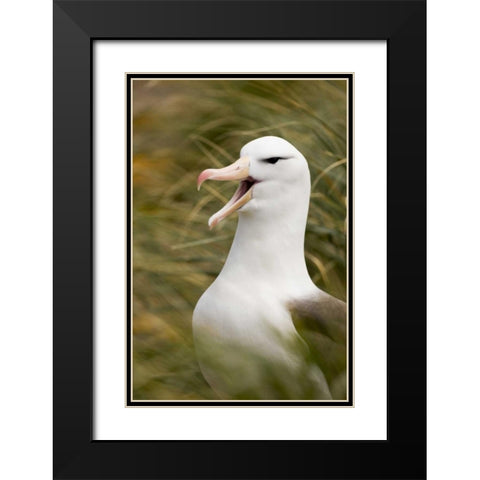 New Island Black-browed albatross guards nest Black Modern Wood Framed Art Print with Double Matting by Grall, Don