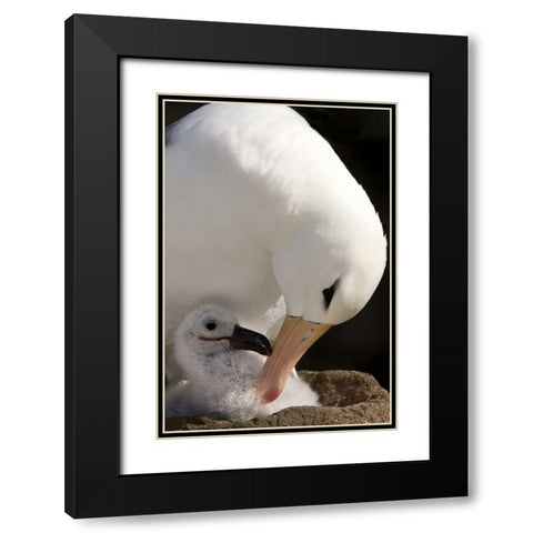 New Island Black-browed albatross preening chick Black Modern Wood Framed Art Print with Double Matting by Grall, Don