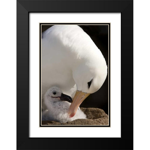 New Island Black-browed albatross preening chick Black Modern Wood Framed Art Print with Double Matting by Grall, Don