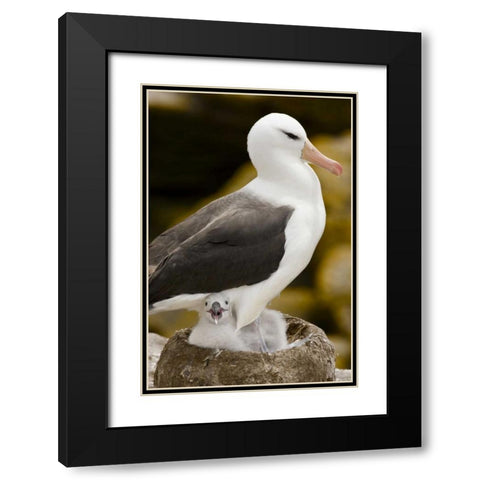 New Island Black-browed albatross and chick Black Modern Wood Framed Art Print with Double Matting by Grall, Don