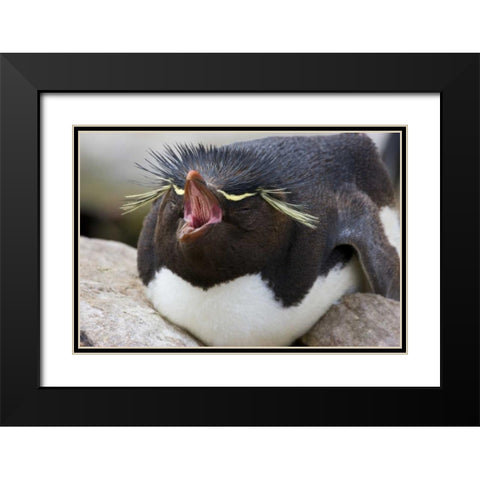 New Island Rockhopper penguin yawns on its nest Black Modern Wood Framed Art Print with Double Matting by Grall, Don