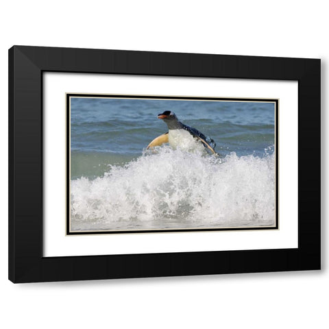 Saunders Island Gentoo penguin emerges from sea Black Modern Wood Framed Art Print with Double Matting by Anon, Josh