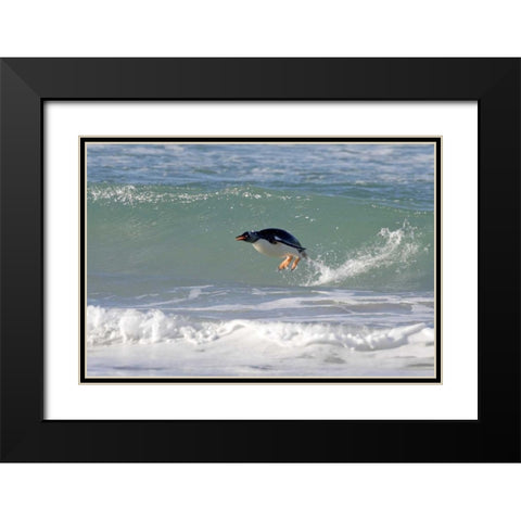 Saunders Island A gentoo penguin porpoising Black Modern Wood Framed Art Print with Double Matting by Anon, Josh